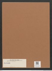 Navicula sp. (de-Toni-Nr.: Genus 1, Species 850 ?) Zeichnungen Sammlung Grunow Mappe 00676 (Herbarium_W_Grunow_drawings_Folder_00676)